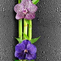 ПАНЕЛЬ ПВХ ОРХИДЕЯ 2,7м. (ДЕКОРУСТ)