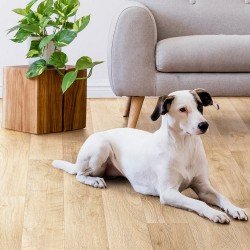 Линолеум PRAKTIKA OTTO-2 2,5/0,15 (TARKETT)